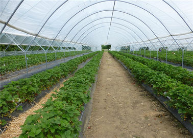 China 100% het nieuwe HDPE Landbouw Antiinsectnetwerk Opleveren voor Tomaat en Koolserre leverancier