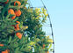 Landbouwbescherming met het UV Netto het Netwerk van het Boomgaardinsect Opleveren en Antihagel voor Appelenbomen leverancier
