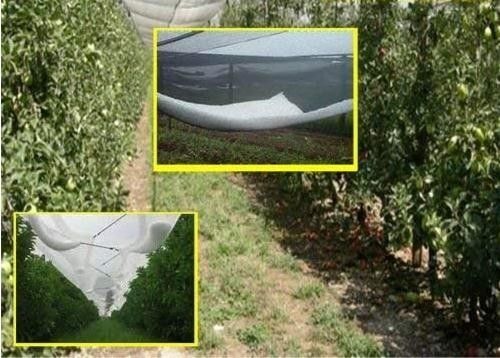 De zuivere HDPE van de Boomgaardapple van het Insectnetwerk Opleverende van de de Boom Plastic Antihagel Plastic Netto Dekking