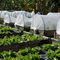 25 van het de serre plastic insect van de netwerk45g wit transparant gekleurd tuin de uitsluitings opleverend netwerk voor tuinbouwprotectio leverancier