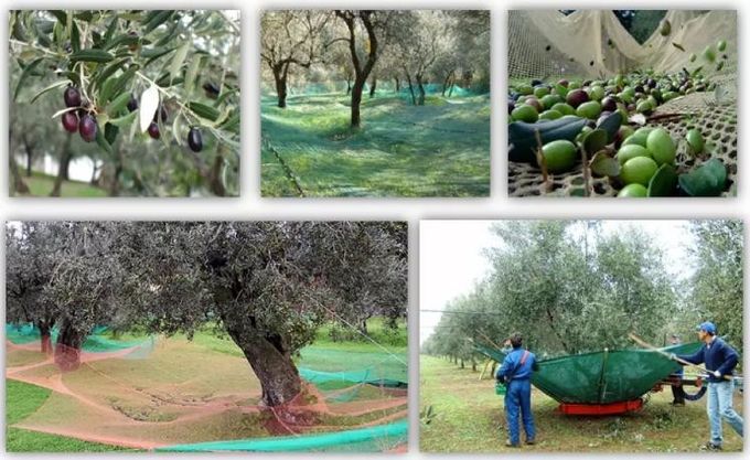HDPE Olijfoogst Netto voor het Verzamelen van Olijven en Andere Vruchten tijdens Oogstseizoenen